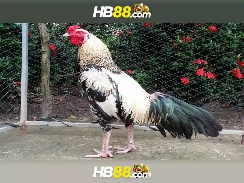 HB88 – Link Vào Trang Chủ HB88 Chính Thức Không Bị Chặn 2026