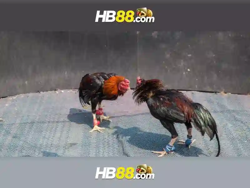 HB88 Android