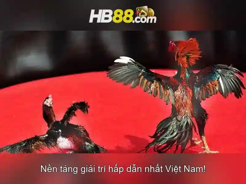 Tỷ Lệ Cược Cao